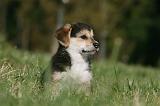CORGI PEMBROKE 1071